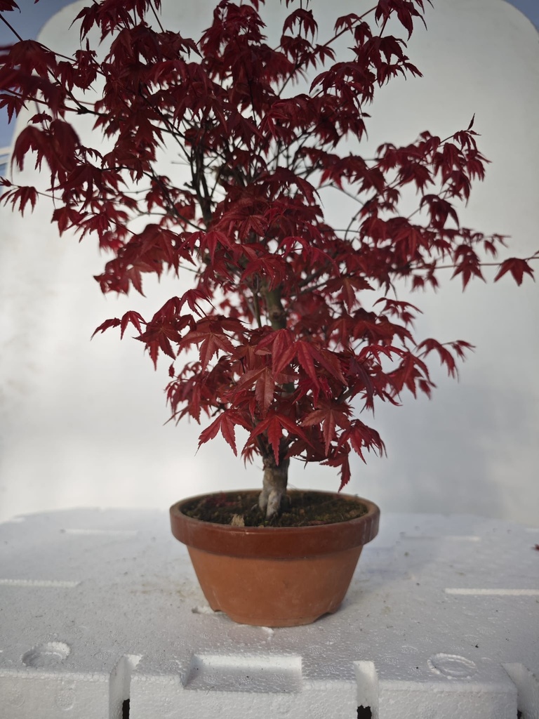 *D 25. Acer palmatum deshojo 220 euros con envio gratis peninsula.