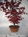 *D 25. Acer palmatum deshojo 220 euros con envio gratis peninsula.