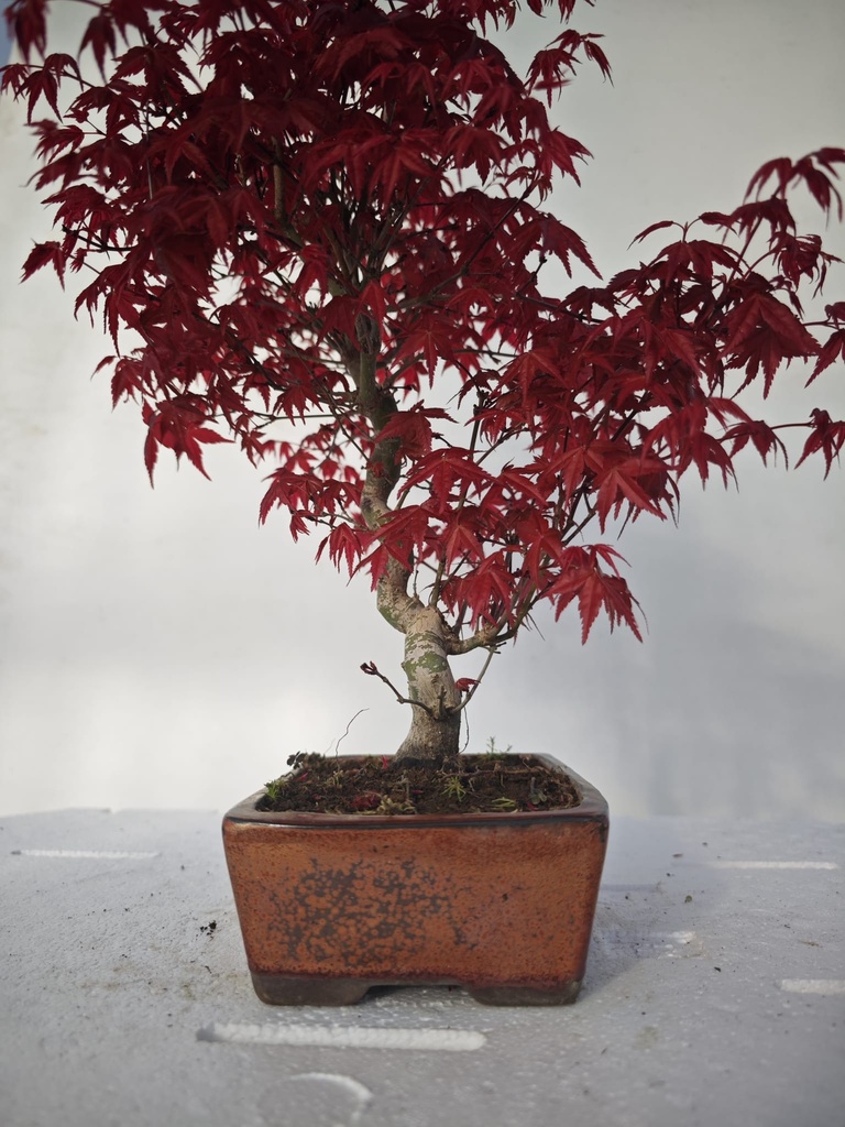 *D 26. Acer palmatum deshojo 220 euros con envio gratis peninsula.