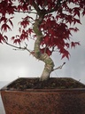 *D 26. Acer palmatum deshojo 220 euros con envio gratis peninsula.