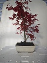 *D 27. Acer palmatum deshojo 220 euros con envio gratis peninsula.