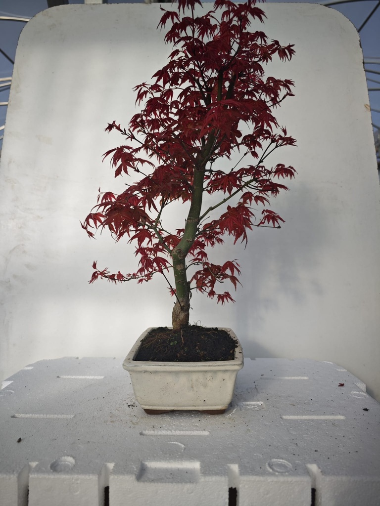 *D 27. Acer palmatum deshojo 220 euros con envio gratis peninsula.