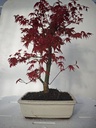 *D 27. Acer palmatum deshojo 220 euros con envio gratis peninsula.