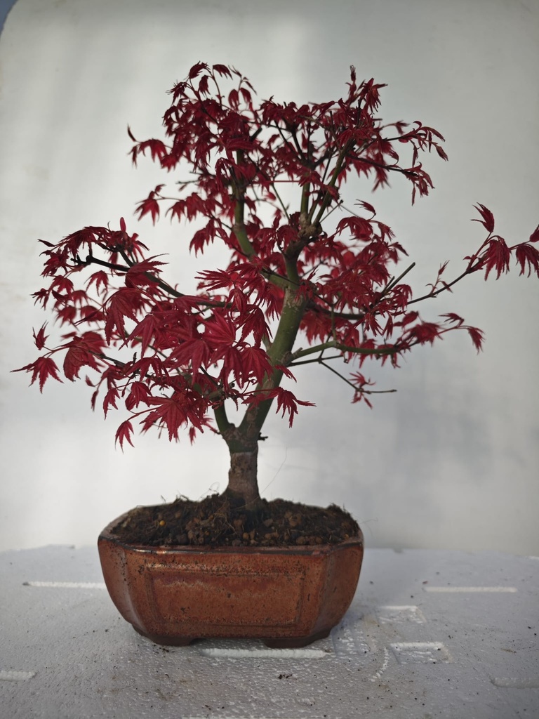 *D 28. Acer palmatum deshojo 220 euros con envio gratis peninsula.