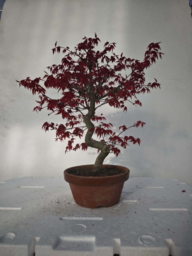 *D 32. Acer palmatum deshojo 220 euros con envio gratis peninsula.