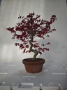*D 32. Acer palmatum deshojo 220 euros con envio gratis peninsula.