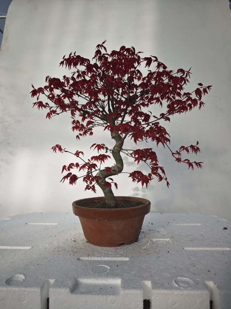 *D 32. Acer palmatum deshojo 220 euros con envio gratis peninsula.