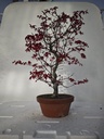 *D 33. Acer palmatum deshojo 220 euros con envio gratis peninsula.