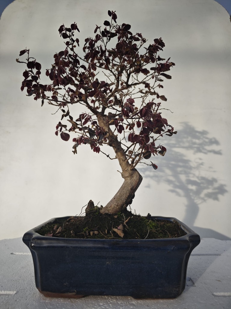 *L 21. Loropetalum 100 euros con evio gratis peninsula.