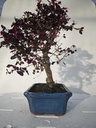 *L 22. Loropetalum 100 euros con evio gratis peninsula.