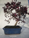 *L 22. Loropetalum 100 euros con evio gratis peninsula.