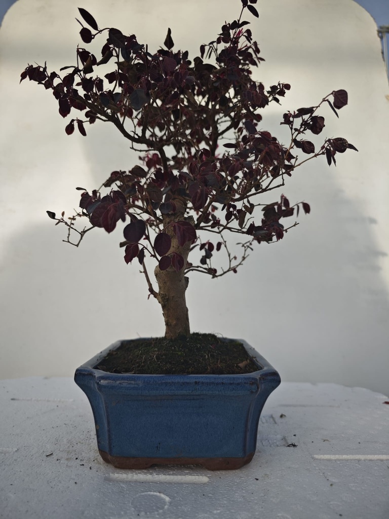 *L 24. Loropetalum 100 euros con evio gratis peninsula.