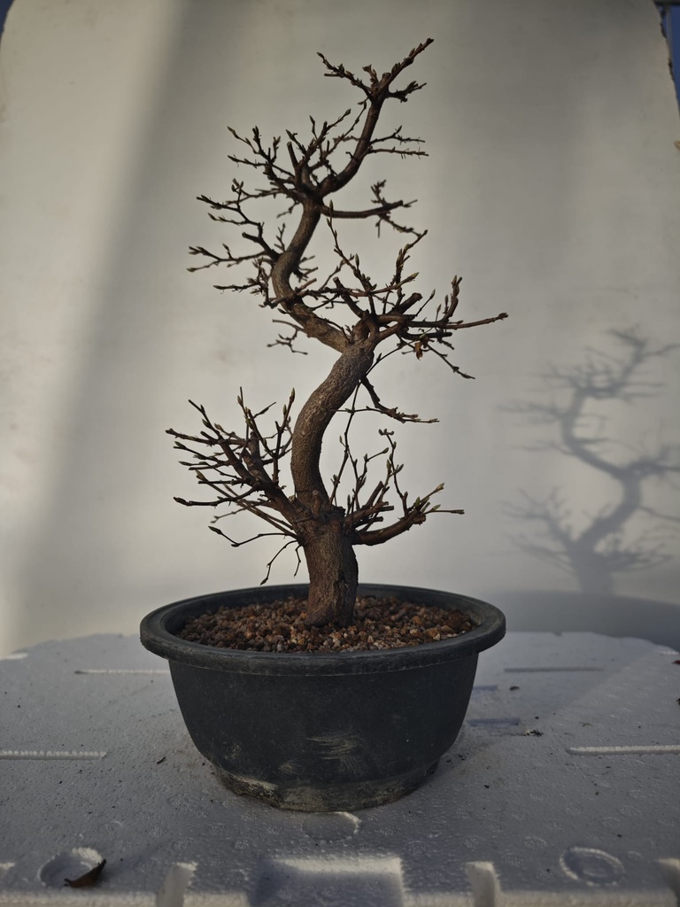 *Ca 1. Carpinus coreana 120 euros con envio gratis peninsula.