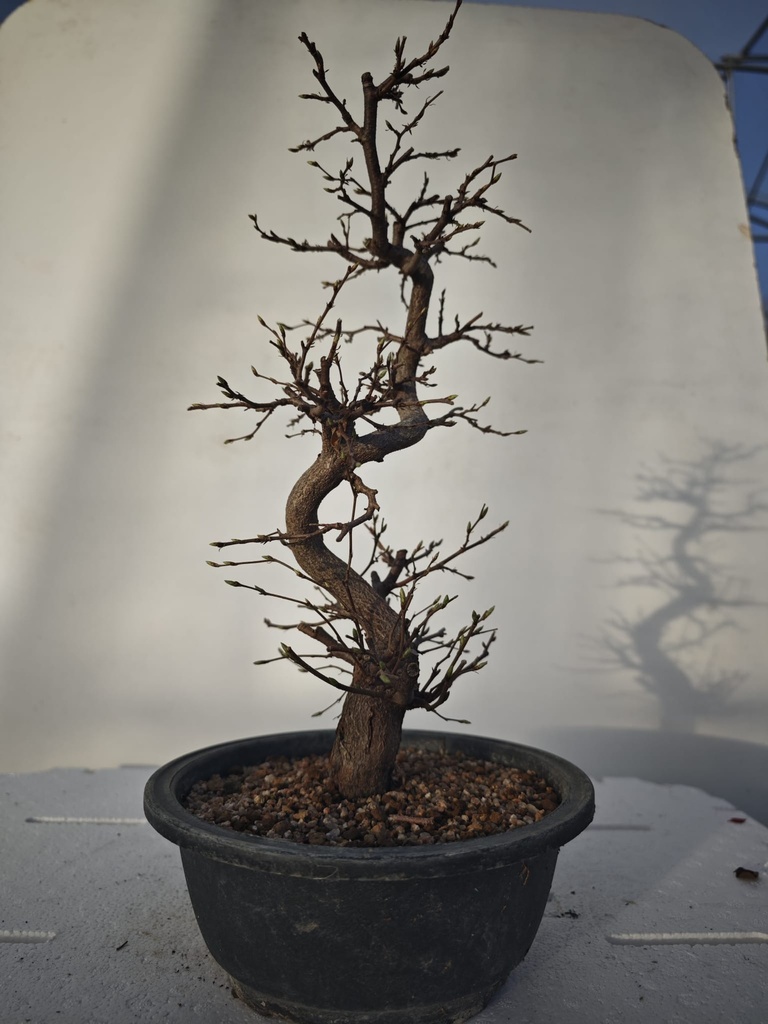 *Ca 1. Carpinus coreana 120 euros con envio gratis peninsula.