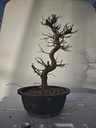 *Ca 2. Carpinus coreana 120 euros con envio gratis peninsula.