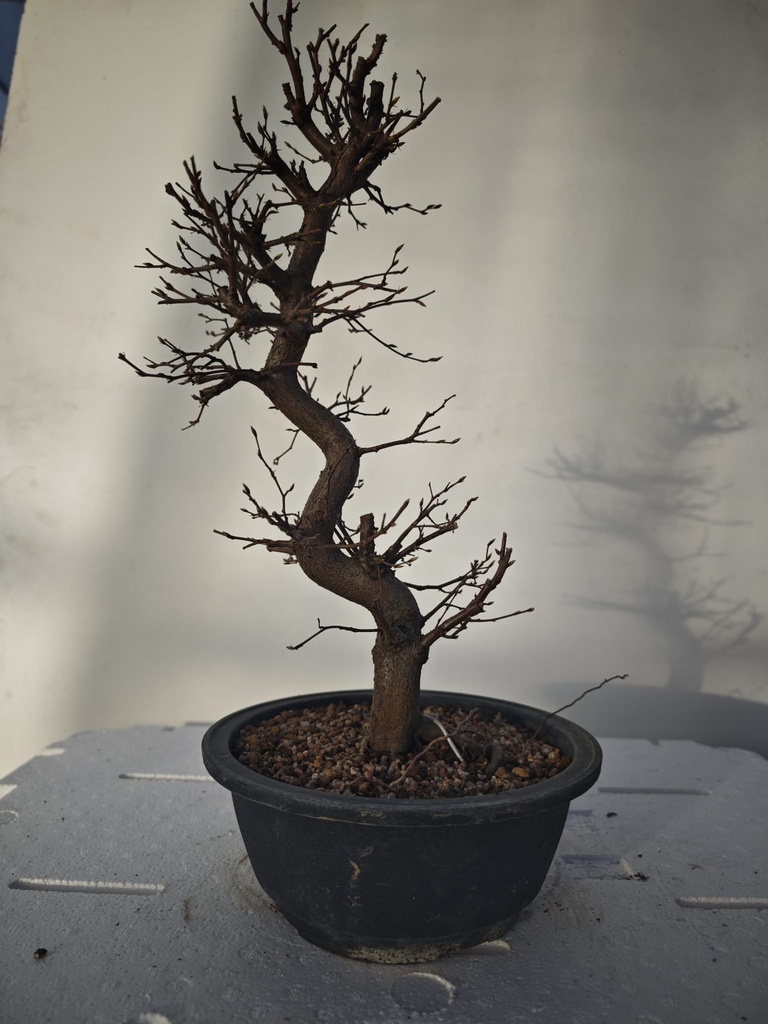 *Ca 2. Carpinus coreana 120 euros con envio gratis peninsula.