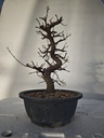*Ca 3. Carpinus coreana 120 euros con envio gratis peninsula.