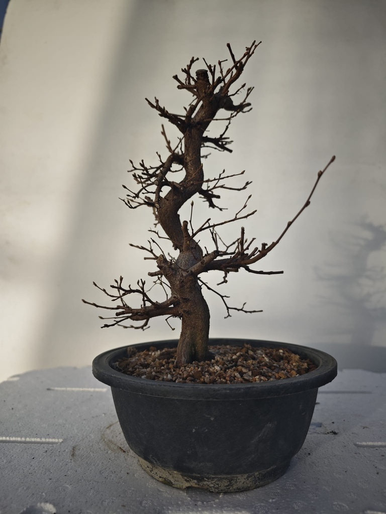 *Ca 3. Carpinus coreana 120 euros con envio gratis peninsula.