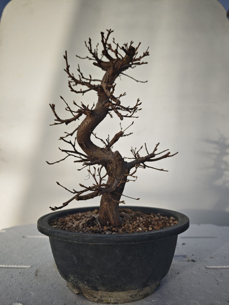 *Ca 3. Carpinus coreana 120 euros con envio gratis peninsula.