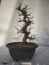 *Ca 3. Carpinus coreana 120 euros con envio gratis peninsula.