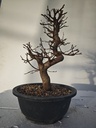 *Ca 4. Carpinus coreana 120 euros con envio gratis peninsula.