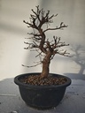 *Ca 4. Carpinus coreana 120 euros con envio gratis peninsula.