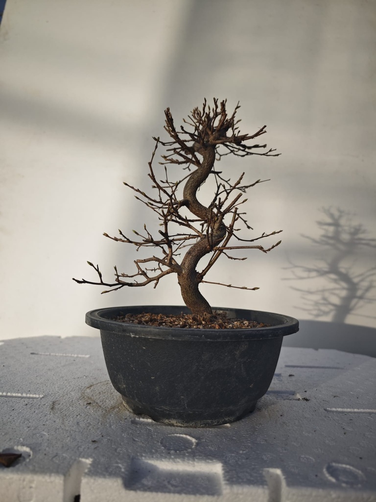 *Ca 5. Carpinus coreana 120 euros con envio gratis peninsula.