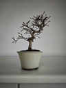 Cr 1. Crataegus cuneata 180 euros con envio gratis peninsula.
