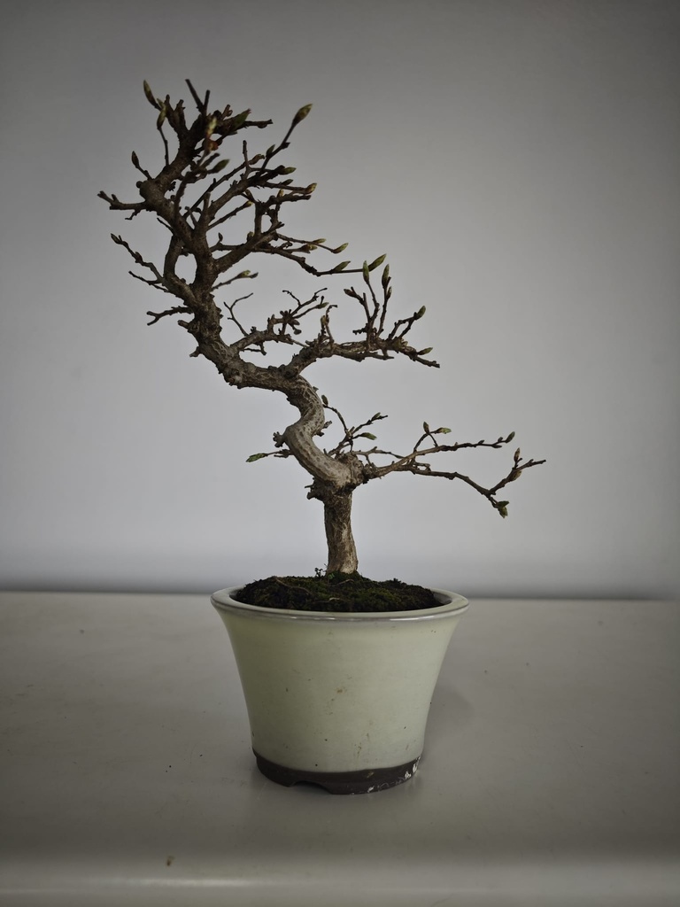 Cr 1. Crataegus cuneata 180 euros con envio gratis peninsula.