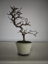 Cr 1. Crataegus cuneata 180 euros con envio gratis peninsula.