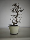 *Cr 2. Crataegus cuneata 180 euros con envio gratis peninsula.