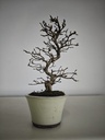 *Cr 2. Crataegus cuneata 180 euros con envio gratis peninsula.