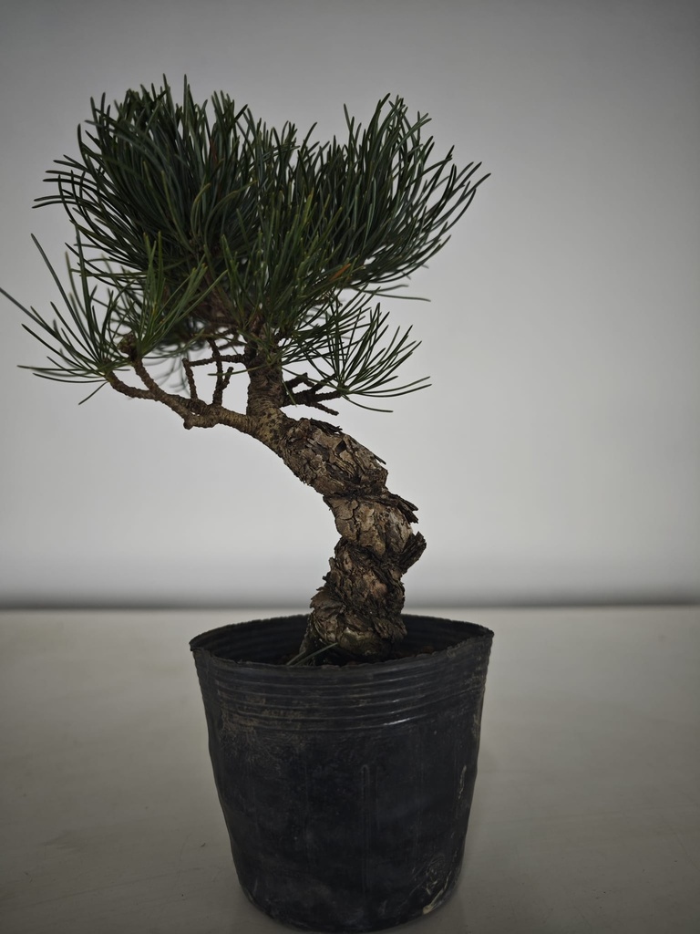 * Pe 1. Pinus pentaphylla 120 euros con envio gratis peninsula.