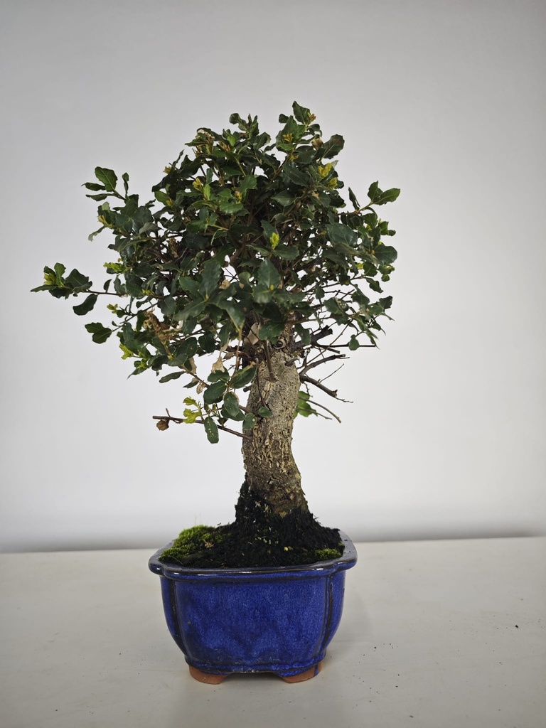 *Q 24. Quercur suber 80 euros con envio gratis peninsula.