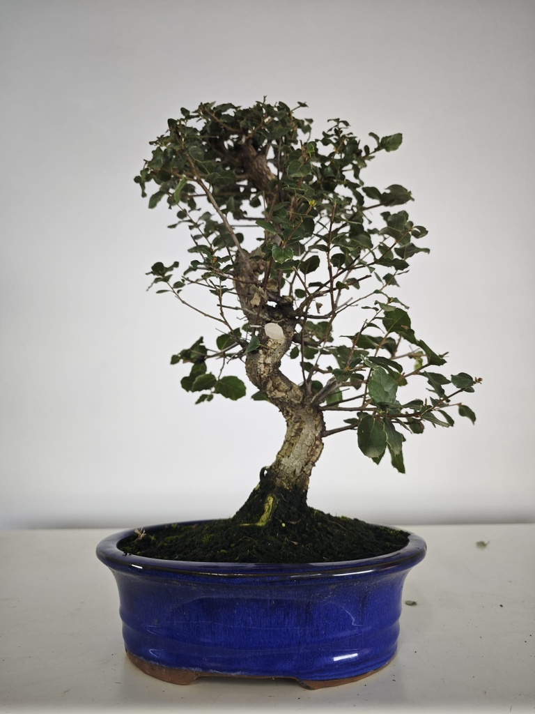 *Q 25. Quercur suber 80 euros con envio gratis peninsula.