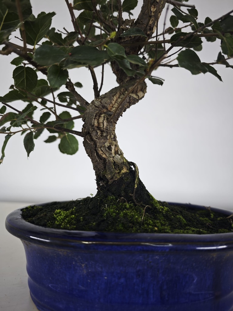 *Q 26. Quercur suber 80 euros con envio gratis peninsula.