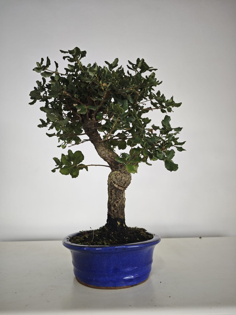 *Q 27. Quercur suber 80 euros con envio gratis peninsula.