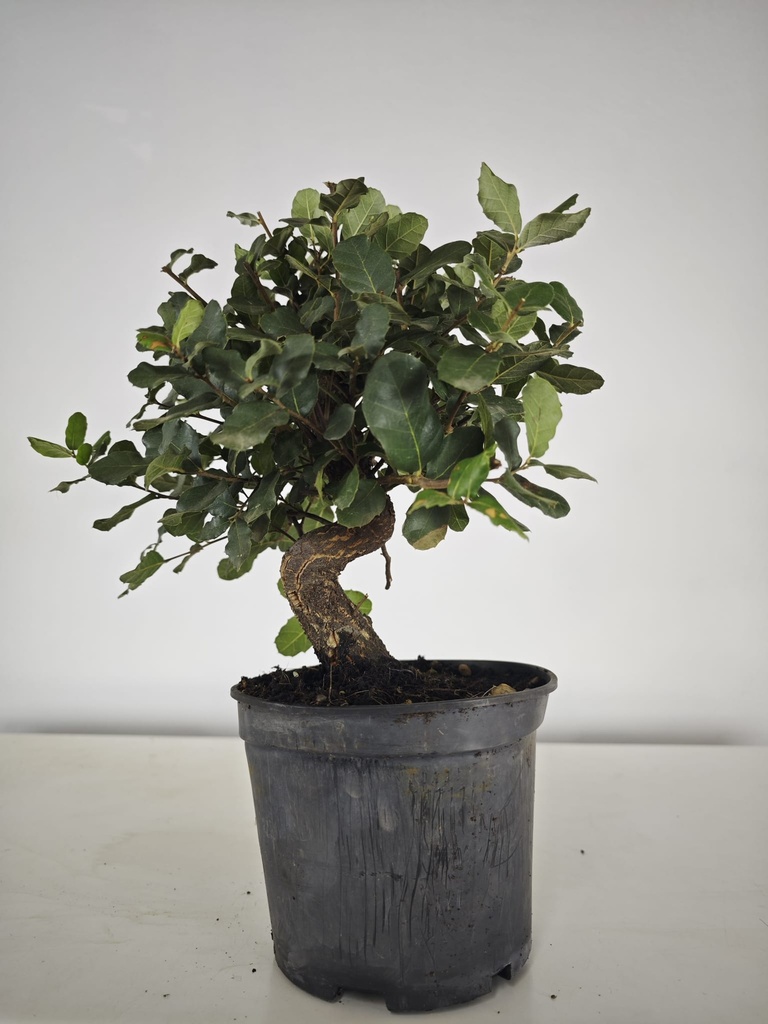 *Q 29. Quercur suber 80 euros con envio gratis peninsula.