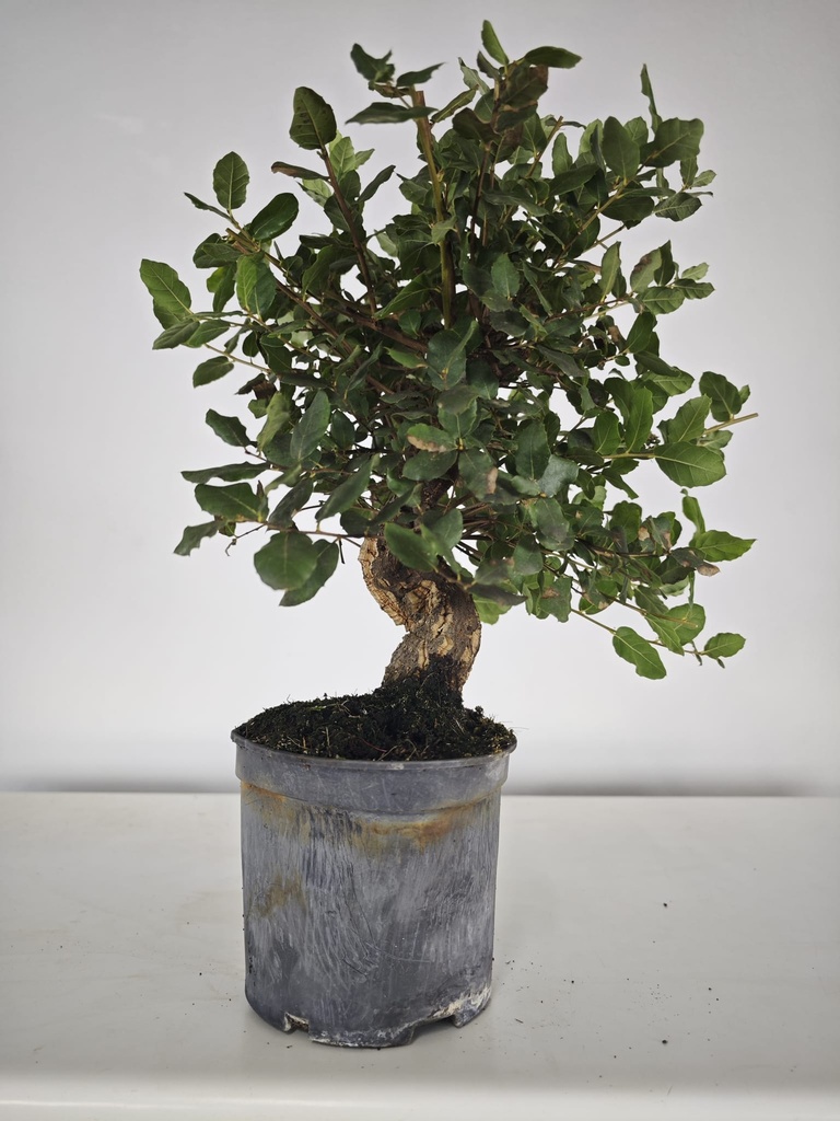 *Q 30. Quercur suber 80 euros con envio gratis peninsula.