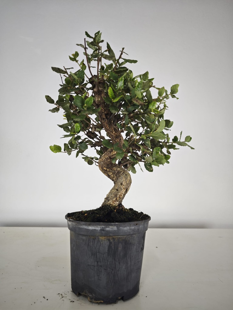 *Q 32. Quercur suber 90 euros con envio gratis peninsula.