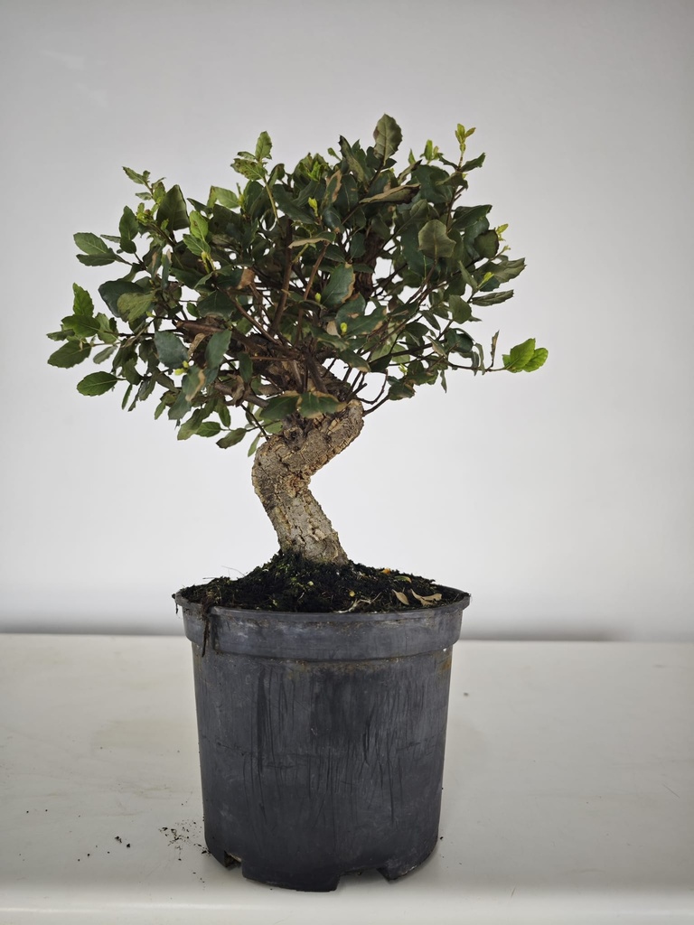 *Q 32. Quercur suber 90 euros con envio gratis peninsula.