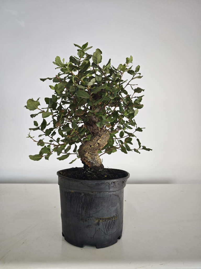 *Q 33. Quercur suber 90 euros con envio gratis peninsula.