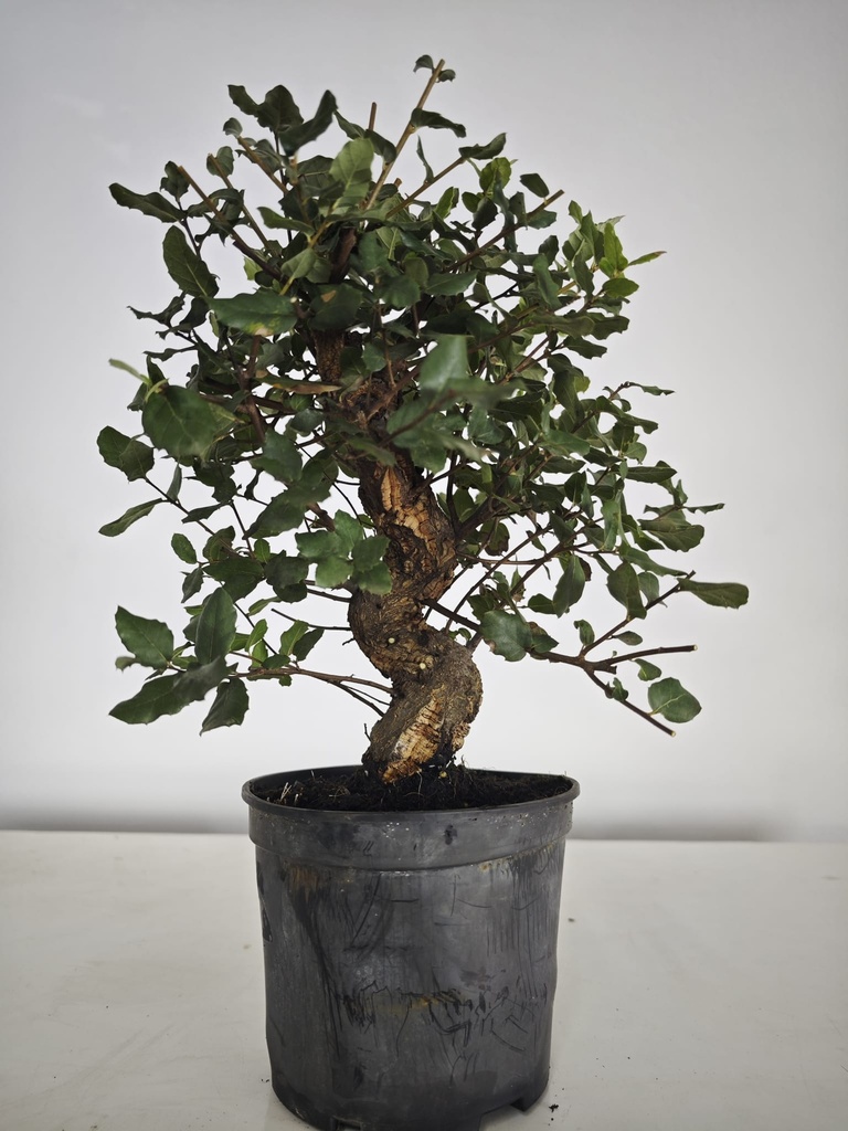 *Q 33. Quercur suber 90 euros con envio gratis peninsula.