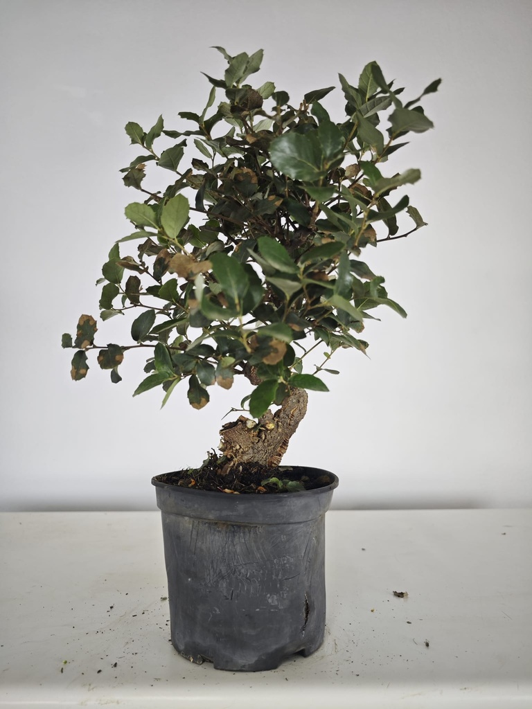 *Q 36. Quercur suber 90 euros con envio gratis peninsula.