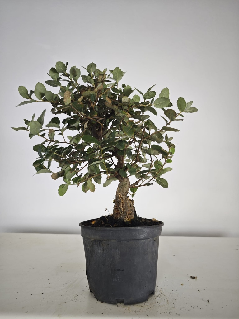 *Q 36. Quercur suber 90 euros con envio gratis peninsula.