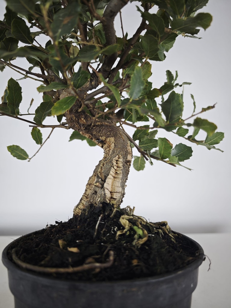 *Q 36. Quercur suber 90 euros con envio gratis peninsula.