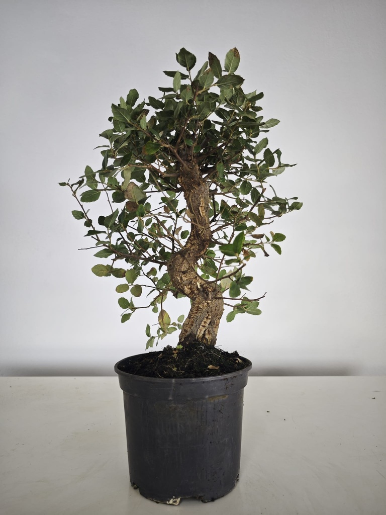 *Q 38. Quercur suber 90 euros con envio gratis peninsula.