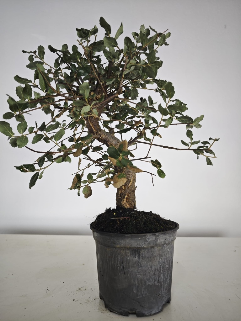 *Q 39. Quercur suber 90 euros con envio gratis peninsula.