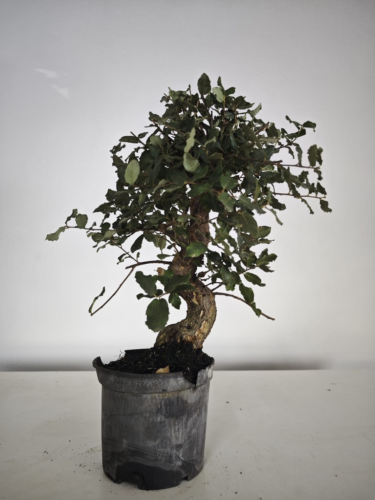 *Q 40. Quercur suber 90 euros con envio gratis peninsula.