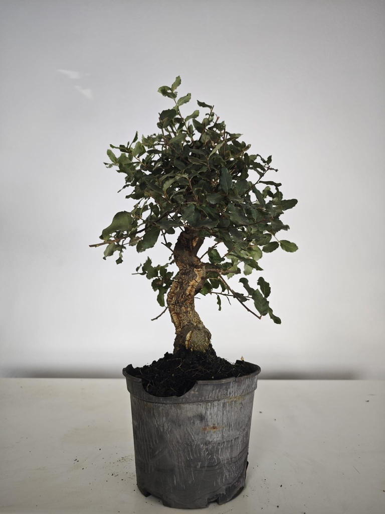 *Q 40. Quercur suber 90 euros con envio gratis peninsula.